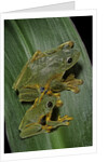 Rhacophorus reinwardtii (green flying frog) by Anonymous