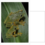 Rhacophorus reinwardtii (green flying frog) by Anonymous