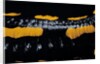 Salamandra salamandra terrestris (fire salamander) by Anonymous
