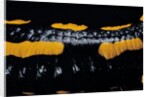 Salamandra salamandra terrestris (fire salamander) by Anonymous