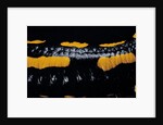 Salamandra salamandra terrestris (fire salamander) by Anonymous