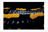 Salamandra salamandra terrestris (fire salamander) by Anonymous