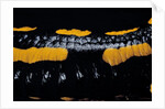 Salamandra salamandra terrestris (fire salamander) by Anonymous
