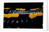 Salamandra salamandra terrestris (fire salamander) by Anonymous