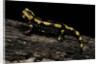 Salamandra salamandra terrestris (fire salamander) by Anonymous