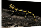 Salamandra salamandra terrestris (fire salamander) by Anonymous