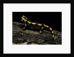 Salamandra salamandra terrestris (fire salamander) by Anonymous