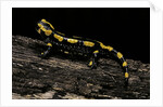 Salamandra salamandra terrestris (fire salamander) by Anonymous