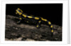 Salamandra salamandra terrestris (fire salamander) by Anonymous