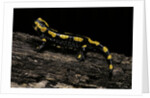 Salamandra salamandra terrestris (fire salamander) by Anonymous