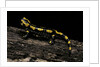 Salamandra salamandra terrestris (fire salamander) by Anonymous