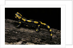 Salamandra salamandra terrestris (fire salamander) by Anonymous