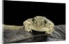 Spea bombifrons (plains spadefoot toad) by Anonymous