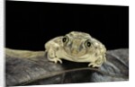 Spea bombifrons (plains spadefoot toad) by Anonymous