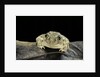 Spea bombifrons (plains spadefoot toad) by Anonymous