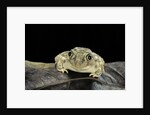 Spea bombifrons (plains spadefoot toad) by Anonymous