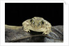 Spea bombifrons (plains spadefoot toad) by Anonymous