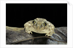 Spea bombifrons (plains spadefoot toad) by Anonymous