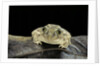 Spea bombifrons (plains spadefoot toad) by Anonymous