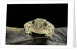 Spea bombifrons (plains spadefoot toad) by Anonymous