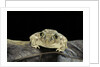 Spea bombifrons (plains spadefoot toad) by Anonymous