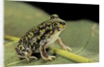 Scaphiopus couchii (Couch's spadefoot toad) by Anonymous