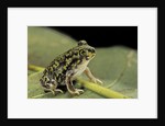 Scaphiopus couchii (Couch's spadefoot toad) by Anonymous