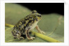 Scaphiopus couchii (Couch's spadefoot toad) by Anonymous