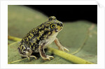 Scaphiopus couchii (Couch's spadefoot toad) by Anonymous