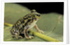 Scaphiopus couchii (Couch's spadefoot toad) by Anonymous