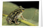 Scaphiopus couchii (Couch's spadefoot toad) by Anonymous