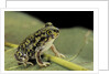 Scaphiopus couchii (Couch's spadefoot toad) by Anonymous