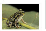 Scaphiopus couchii (Couch's spadefoot toad) by Anonymous