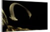 Siren intermedia (lesser siren) by Anonymous