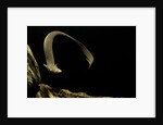 Siren intermedia (lesser siren) by Anonymous