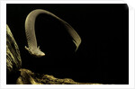 Siren intermedia (lesser siren) by Anonymous