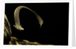 Siren intermedia (lesser siren) by Anonymous