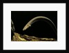 Siren intermedia (lesser siren) by Anonymous