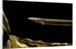 Siren intermedia (lesser siren) by Anonymous