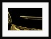 Siren intermedia (lesser siren) by Anonymous