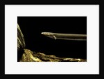 Siren intermedia (lesser siren) by Anonymous