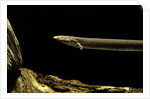 Siren intermedia (lesser siren) by Anonymous