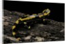 Salamandra salamandra terrestris (fire salamander) by Anonymous