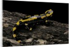 Salamandra salamandra terrestris (fire salamander) by Anonymous