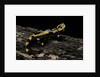 Salamandra salamandra terrestris (fire salamander) by Anonymous