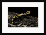 Salamandra salamandra terrestris (fire salamander) by Anonymous