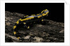 Salamandra salamandra terrestris (fire salamander) by Anonymous