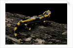Salamandra salamandra terrestris (fire salamander) by Anonymous