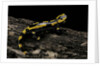 Salamandra salamandra terrestris (fire salamander) by Anonymous