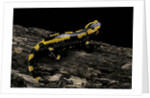 Salamandra salamandra terrestris (fire salamander) by Anonymous